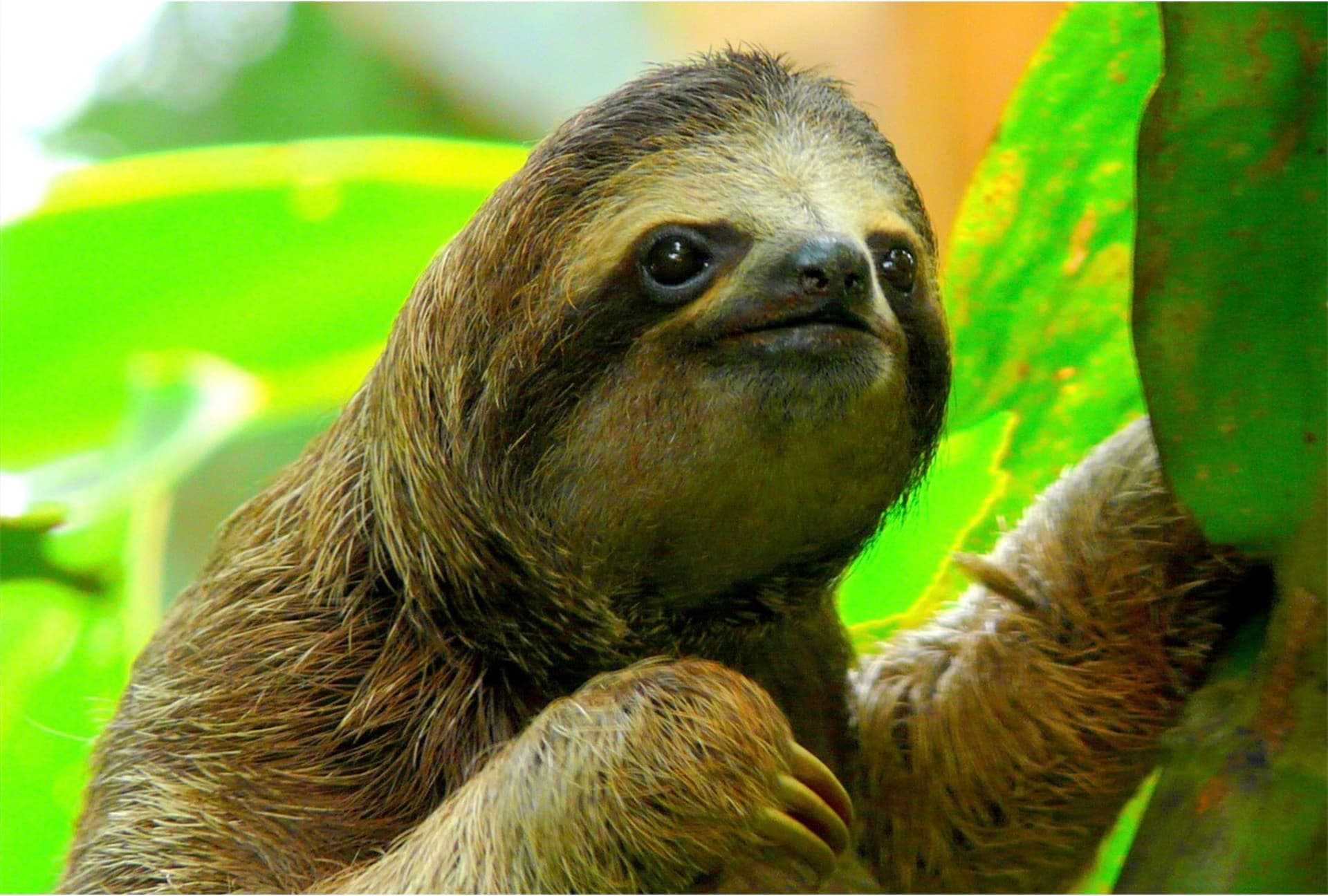 Picture of animal