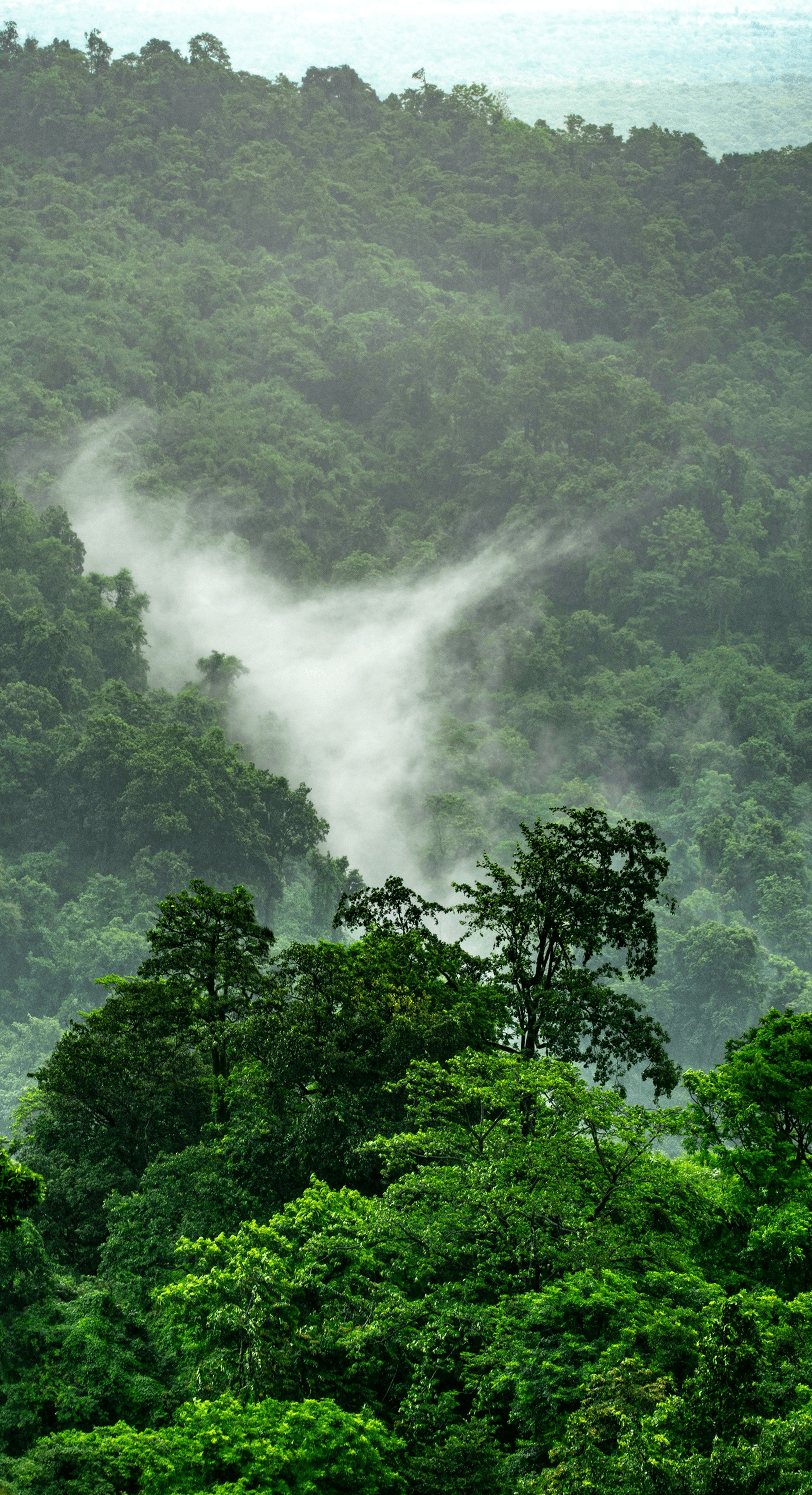 Picture of rainforest