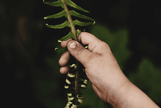 Picture of hand 