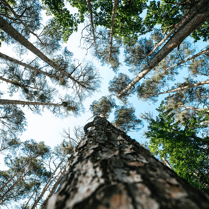 Picture of trees